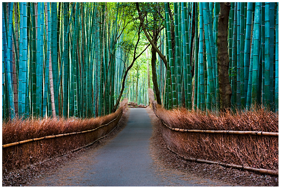 The Bamboo of Arashiyama