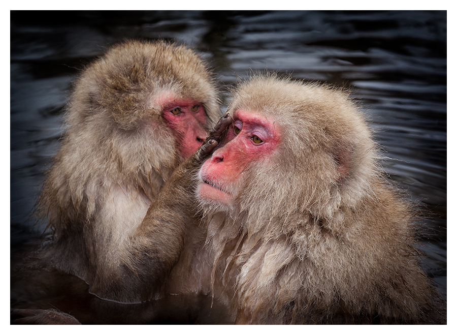 Snow Monkeys