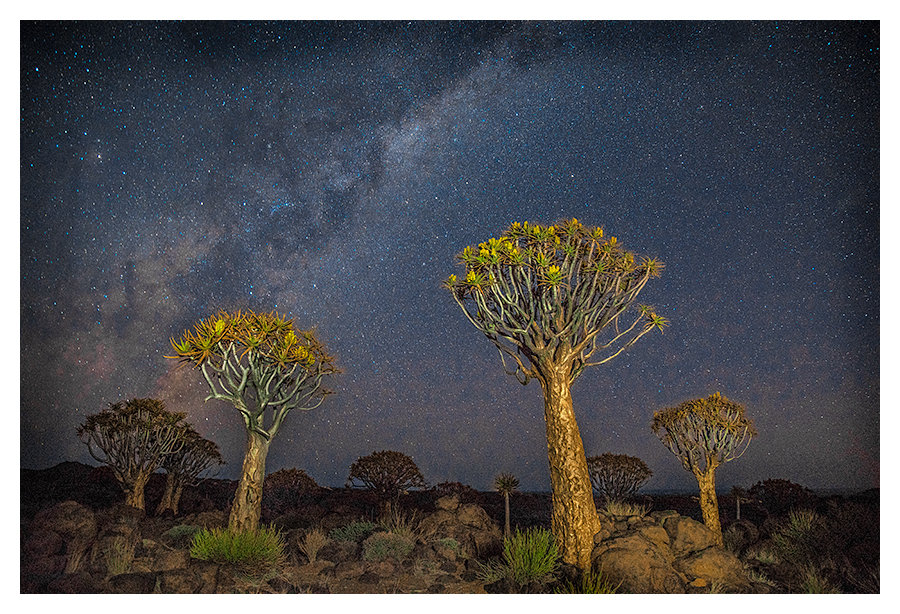 Quiver Trees and Night Sky