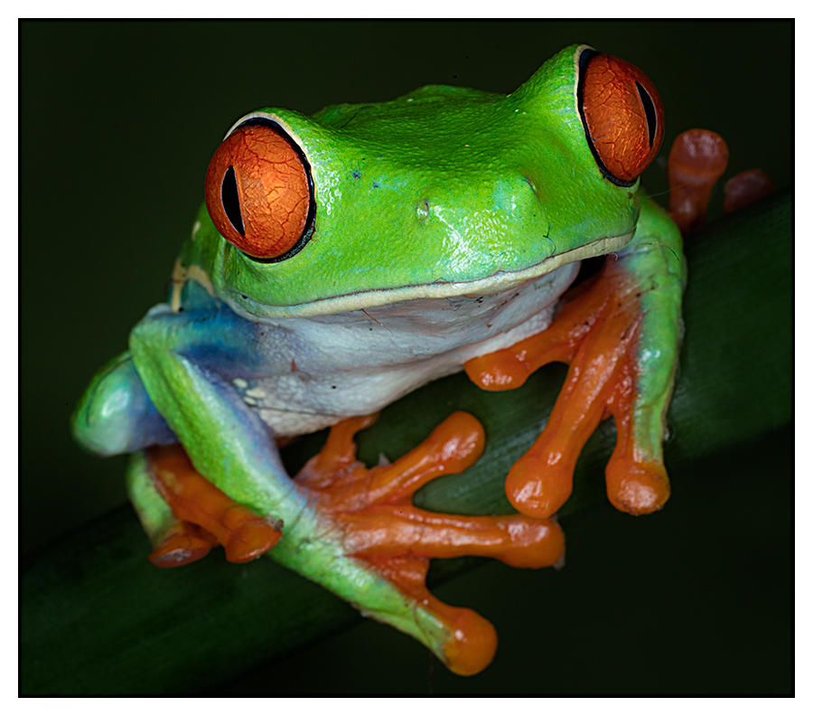 Tree Frog 1